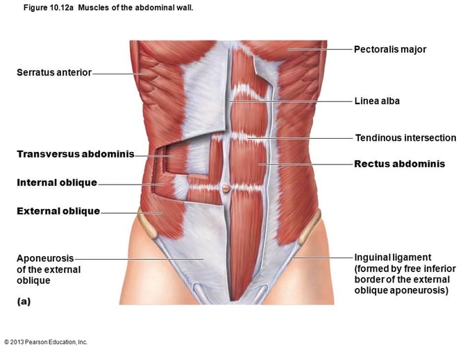 extrinsic core muscles