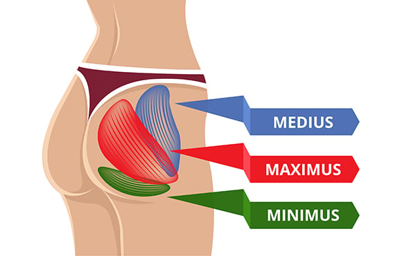 Glute Muscles