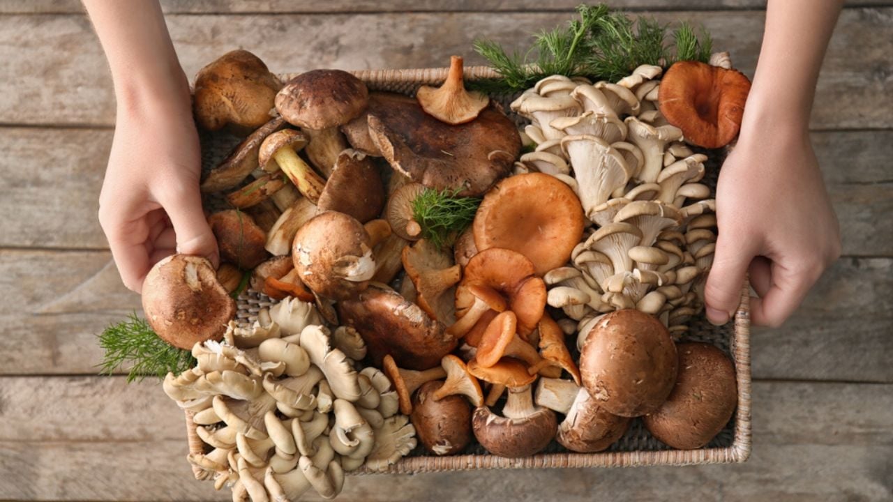 Картинки красивая богатые разные грибы