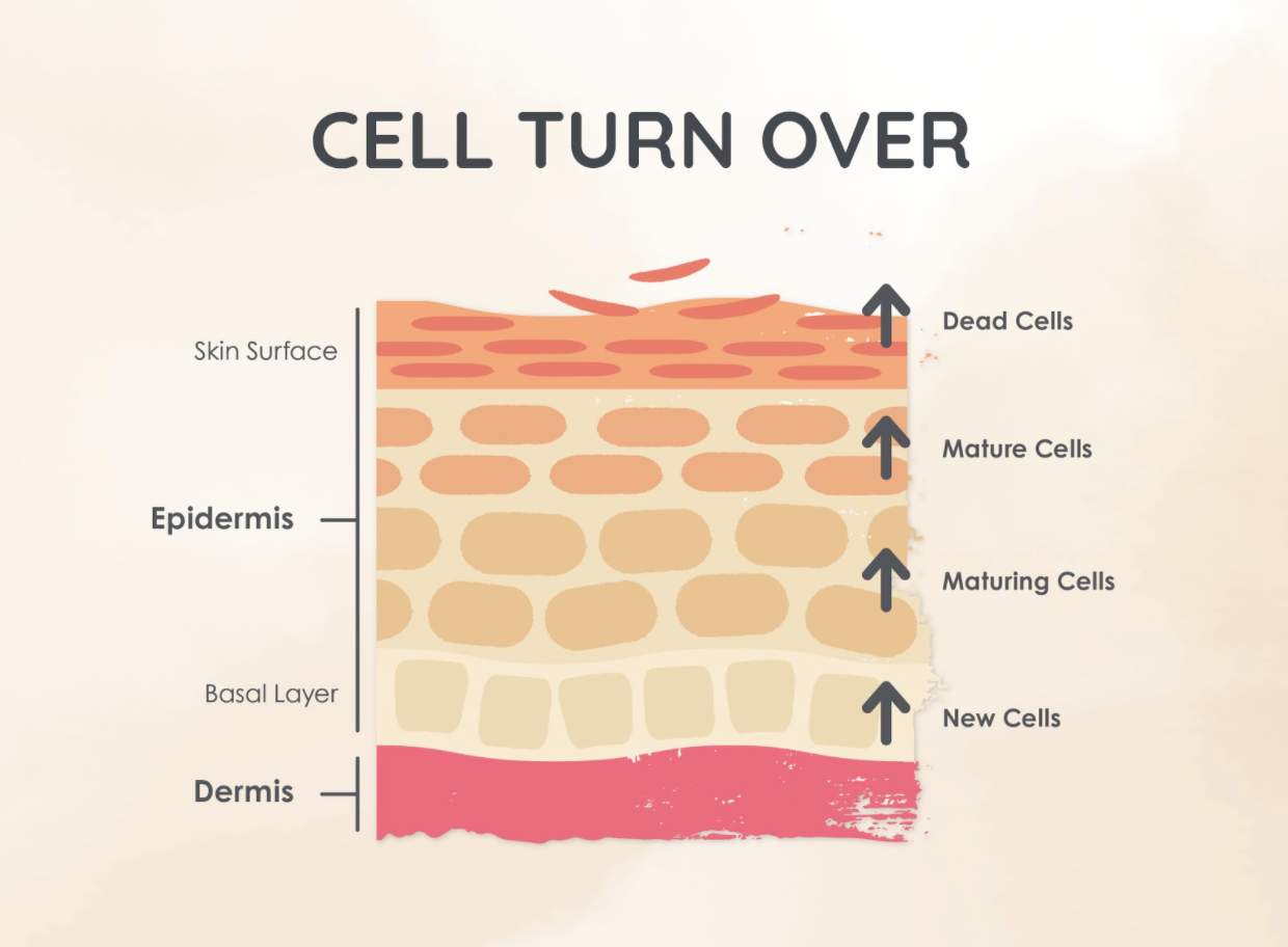 skin cell turnover rate by age