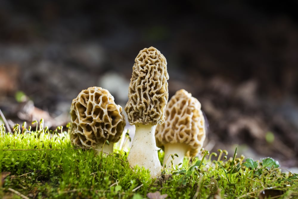 morel mushrooms weird mushrooms