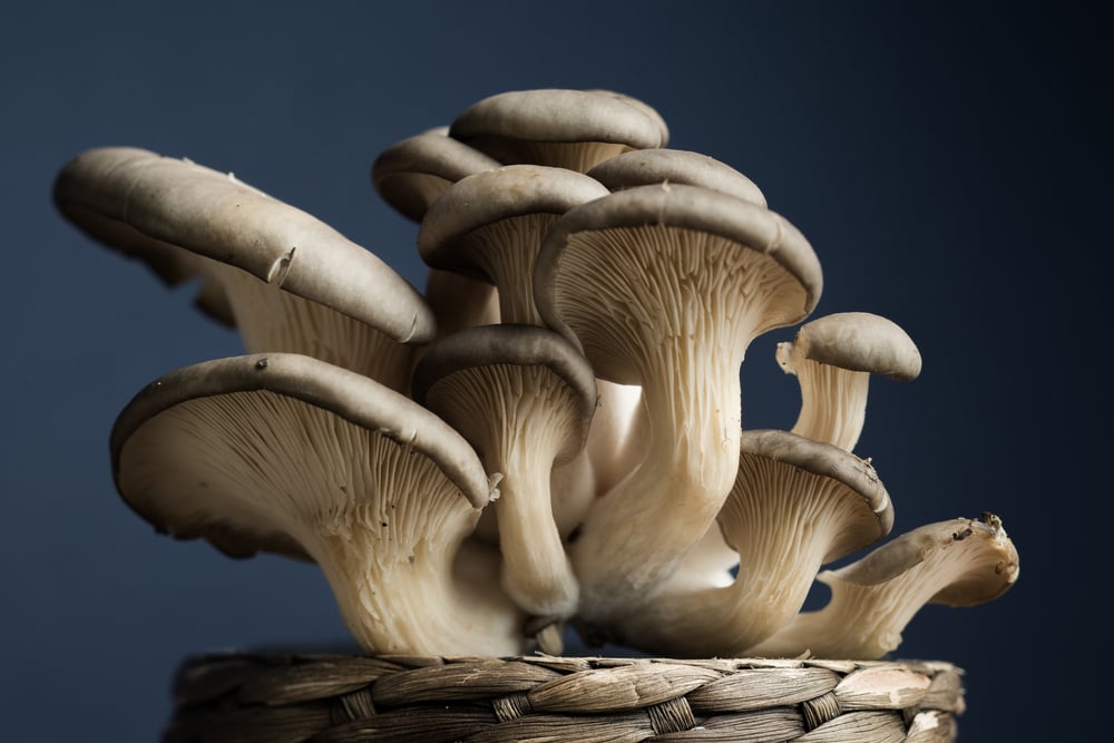 weird mushrooms oyster mushrooms
