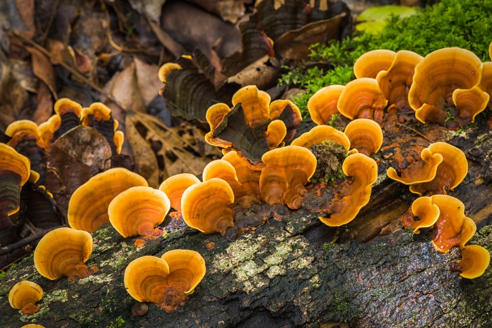 reishi mushrooms weird mushrooms