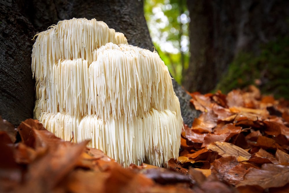 weird mushrooms lion's mane mushrooms