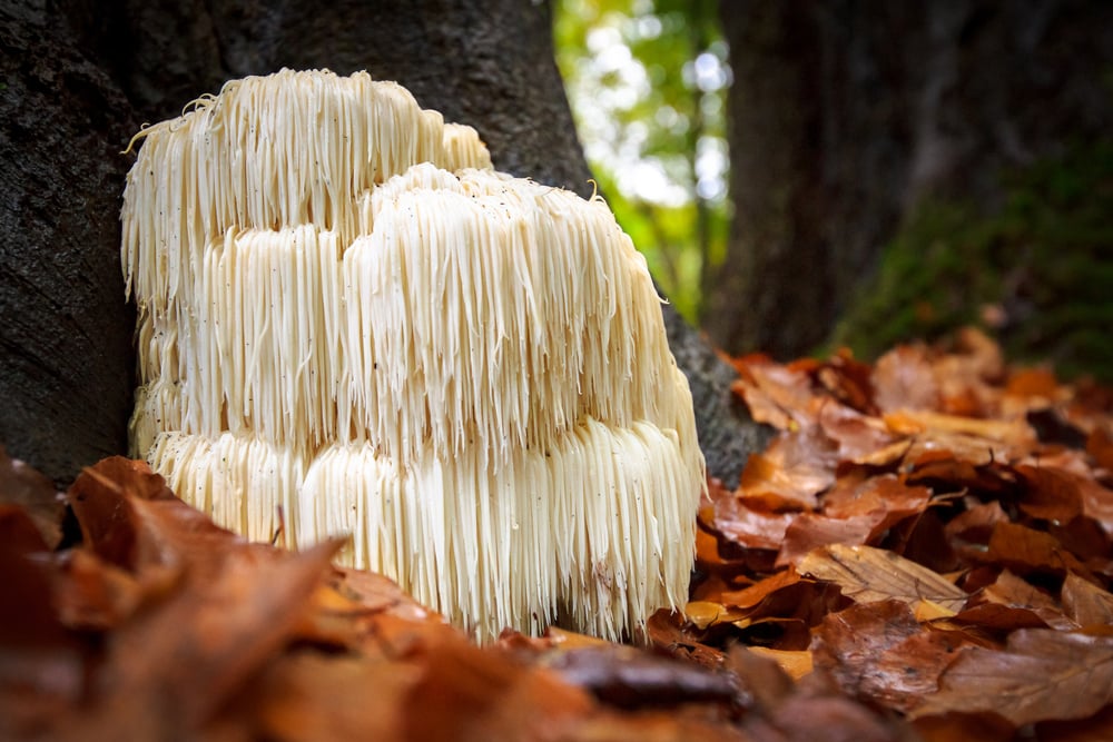 5 Super Weird Mushrooms With Amazing Health Benefits!